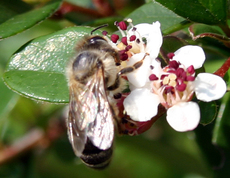 Hummel-Bluete.jpg